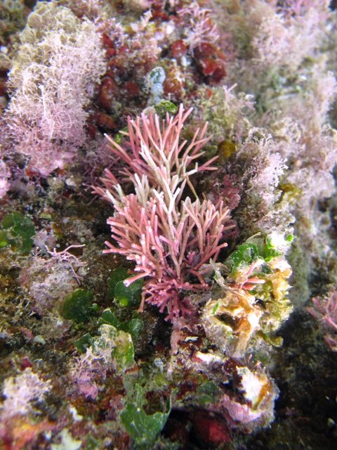 Amphiroa rigida e Tricleocarpa fragilis